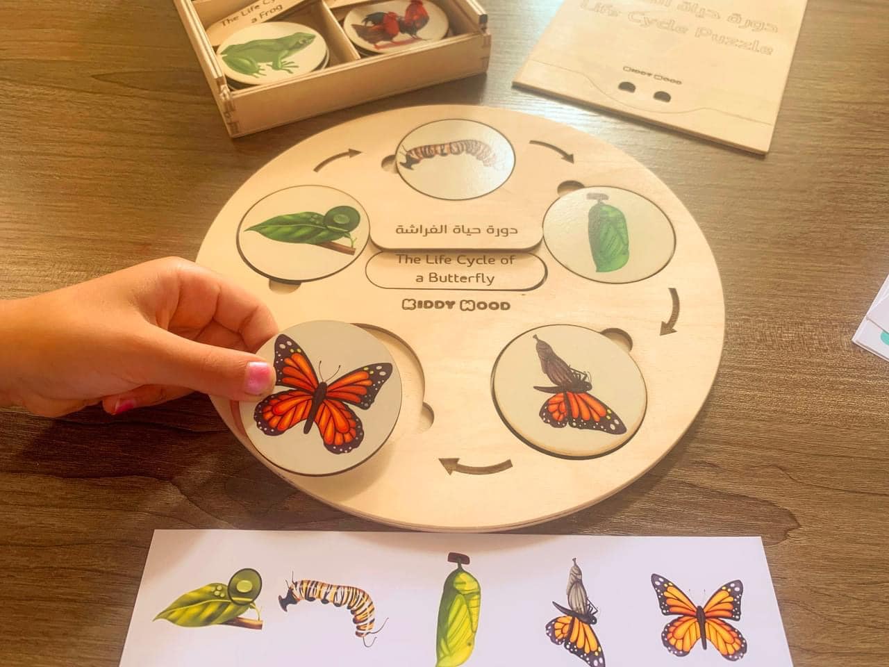 دورة حياة ٩ كائنات Bilingual Life cycle of 9 species