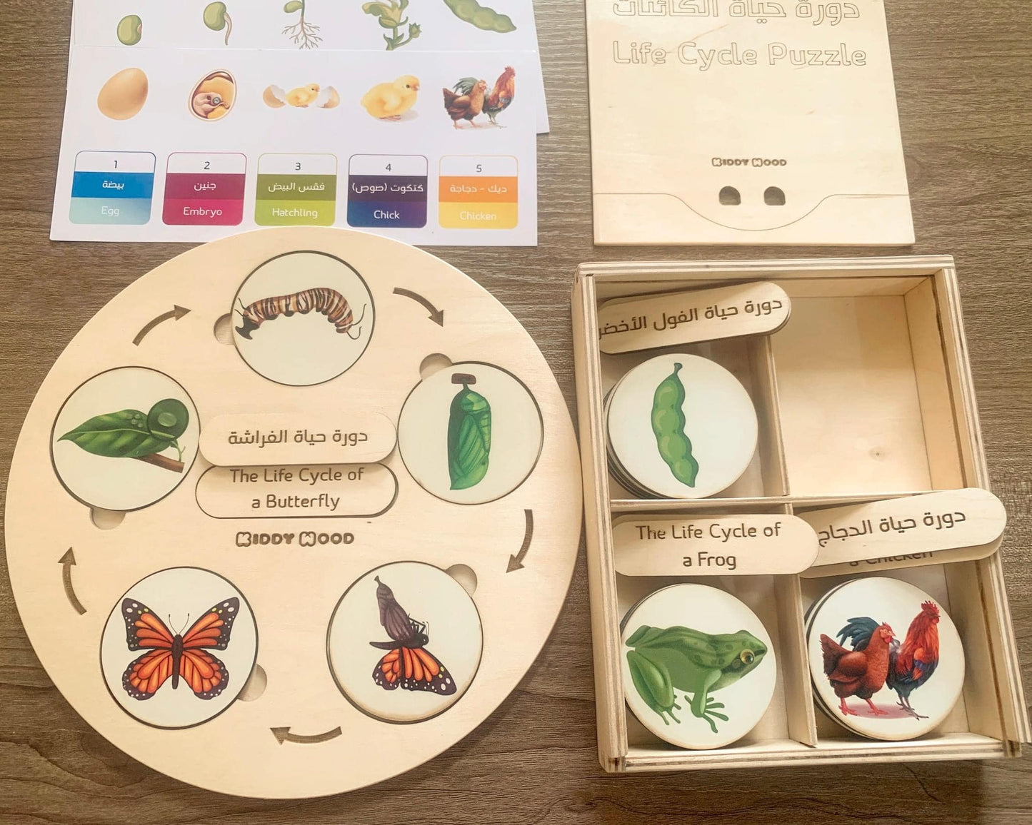 دورة حياة ٤ كائنات بصندوق 4 species wooden life cycle
