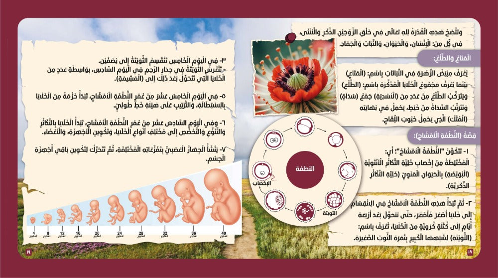 ‏الإنسان في القرآن الكريم The human in the quran