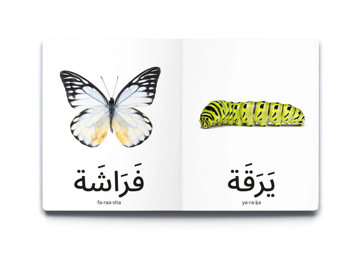 كلماتي الأولى: الحشرات My first words: insects