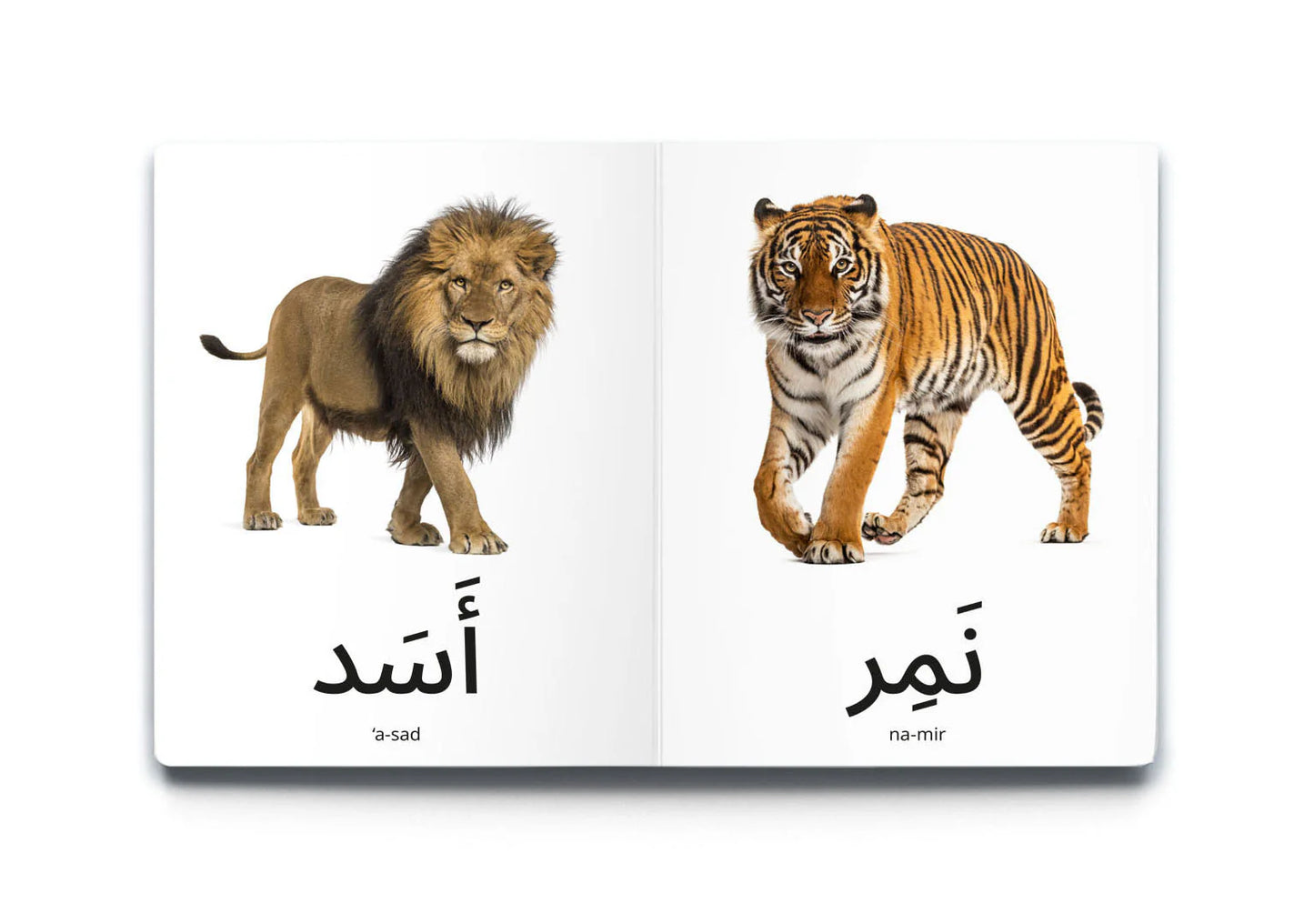 كلماتي الأولى: الحيوانات البرية My first words: Wild animals
