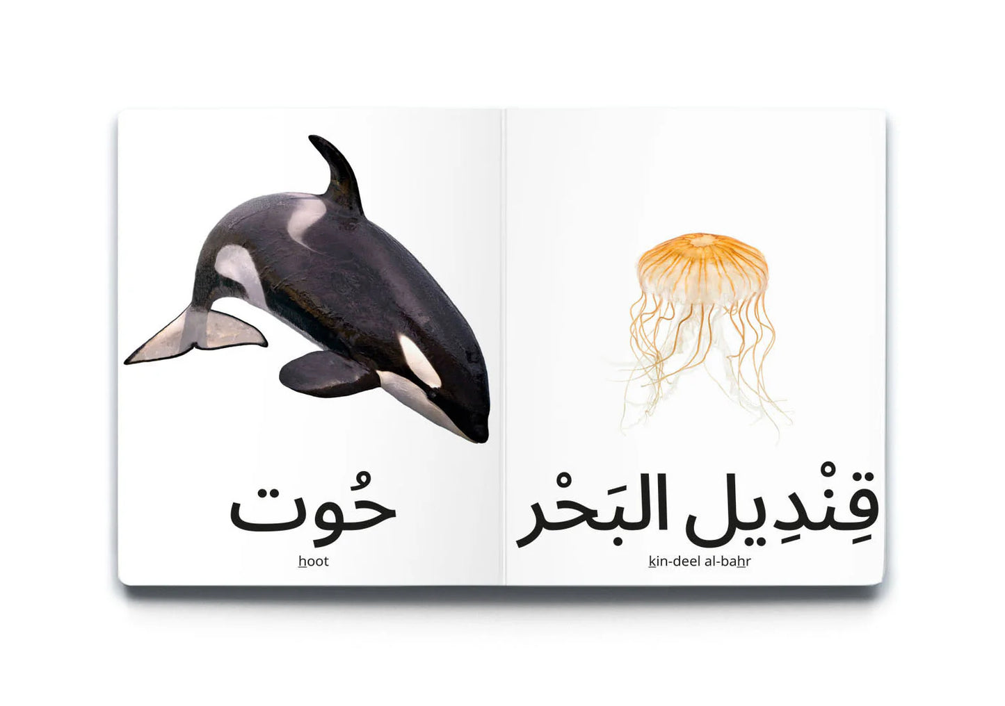 My first words: sea animals كلماتي الأولى: حيوانات بحرية