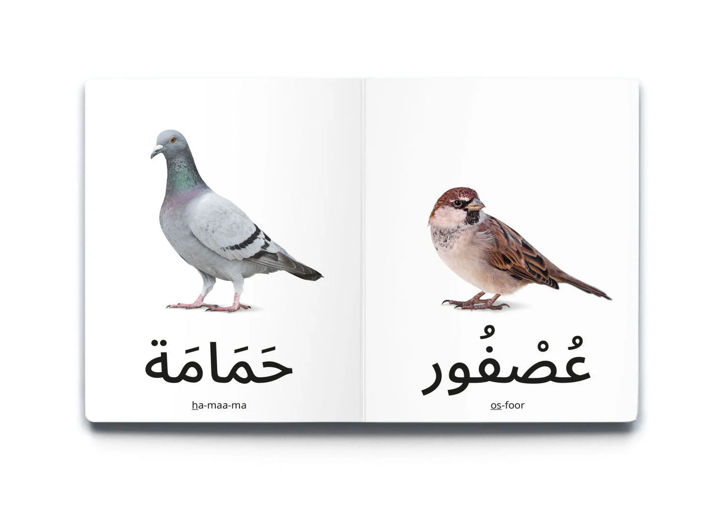My first words: birds كلماتي الأولى: الطيور