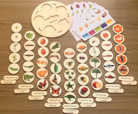 دورة حياة ٩ كائنات Bilingual Life cycle of 9 species