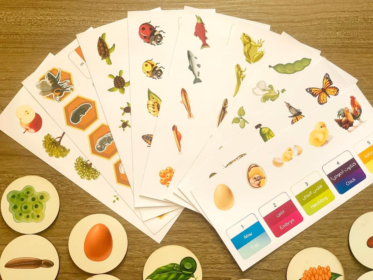 دورة حياة ٩ كائنات Bilingual Life cycle of 9 species