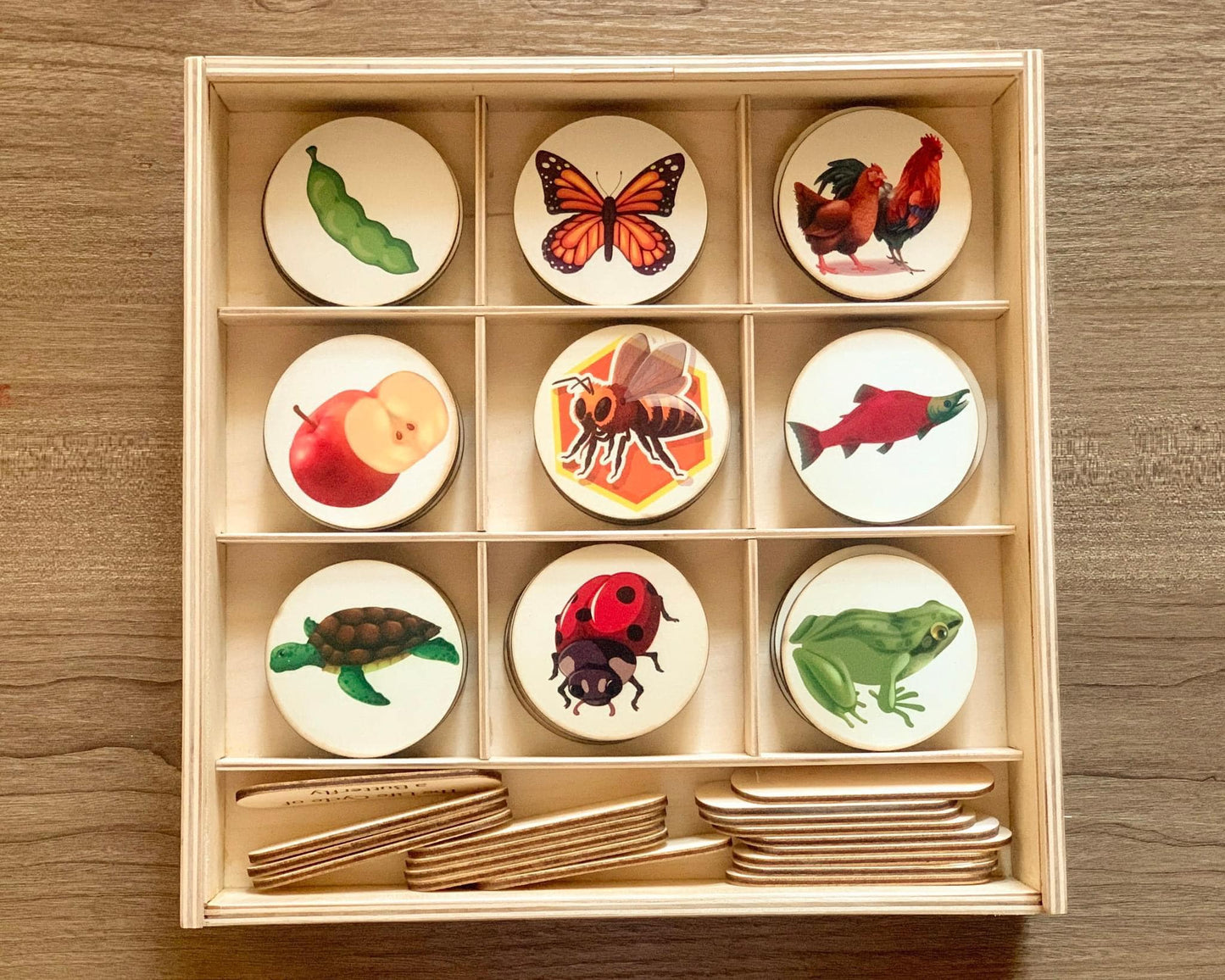 دورة حياة ٩ كائنات Bilingual Life cycle of 9 species
