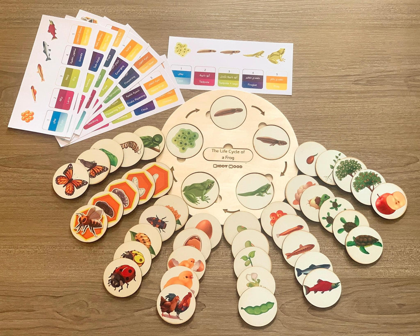 دورة حياة ٩ كائنات Bilingual Life cycle of 9 species