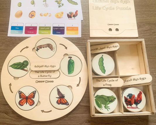 دورة حياة ٤ كائنات بصندوق 4 species wooden life cycle